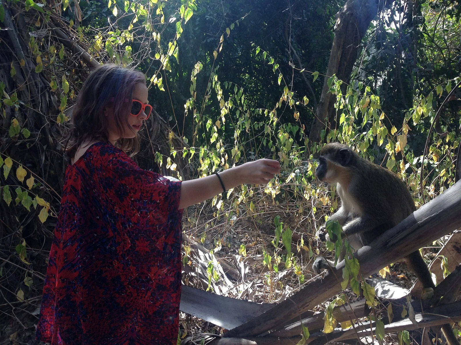Green vervet monkey at Bijilo Forest Park